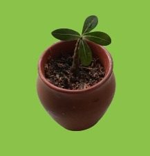 ROSY ADENIUM PLANT