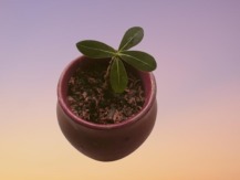 ROSY ADENIUM PLANT - Image 2