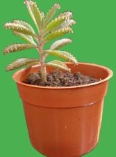 KALANCHOE PLANT