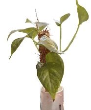 MONEY PLANT